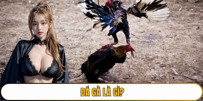 Đá gà là gì?