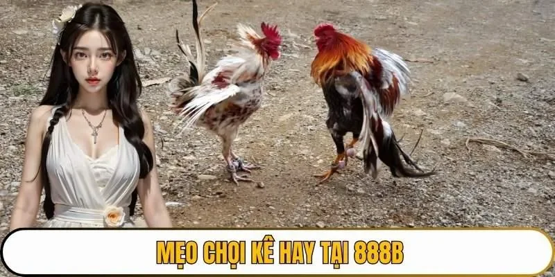 Mẹo chọi kê hay tại 888B